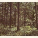 Darwin Reserve - Pine forests
