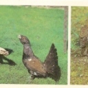 Darwin Reserve - Capercaillies