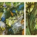 Barguzinsky Reserve - Predator and prey