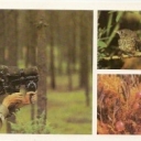 Darwin Reserve - Photohunting