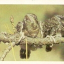 Darwin Reserve - First Steps chicks Wryneck