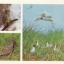 Darwin Reserve - Birds