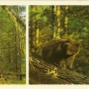 Barguzinsky Reserve - In the cedar taiga
