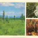 Barguzinsky Reserve - Kaltus
