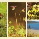 Barguzinsky reserve - Plants