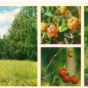 Central Forest reserve - July