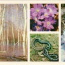 Central Forest reserve - Spring changes