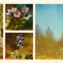 Central Forest reserve - Primroses