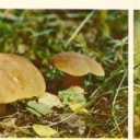 Central Forest reserve - End of summer