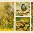 Central Forest reserve - Fall