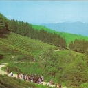 Sochi. Krasnodar tea plantations.