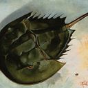 Horseshoe Crab