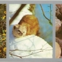 The inhabitants of the coastal taiga - Manchu goat, sable, a