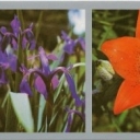 Primorye. Wild plants - daisies, irises, Saranka.