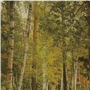 Penaty. Birch alley.