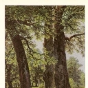 Shishkin, 