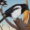 Thieving Magpie