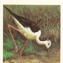 Black-winged Stilt