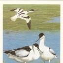 Avocet