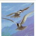 Whiskered tern