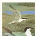 Gull-billed Tern