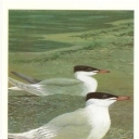 Caspian tern