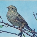 Yellowhammer