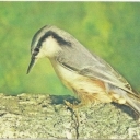 Nuthatch