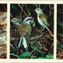 Shrike-backed Shrike