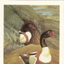 Shelduck