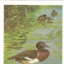 Baer's Pochard