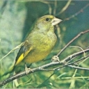 Greenfinch