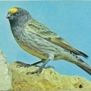 Krasnoshapochny reel (or royal)