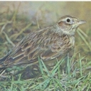 Skylark