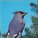 Waxwing