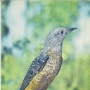 Motley Rock Thrush