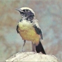 Desert wheatear (male)