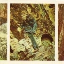 Brown-Chickadee, tree-creeper, Lesser Spotted Woodpecker