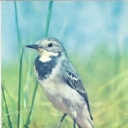 White Wagtail