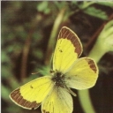 Zheltushka Marco Polo