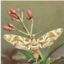 Oleander hawk moth