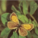 Tomares Fedtschenkoi