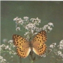 Perlamutrovka Alexander