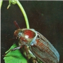 Cockchafer 