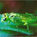 Sawfly