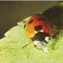 Ladybug semitochechnaya