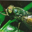 Horsefly