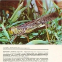 Migratory Locust