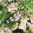 Strangaliya bow-legged