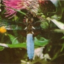 Dragonfly flat